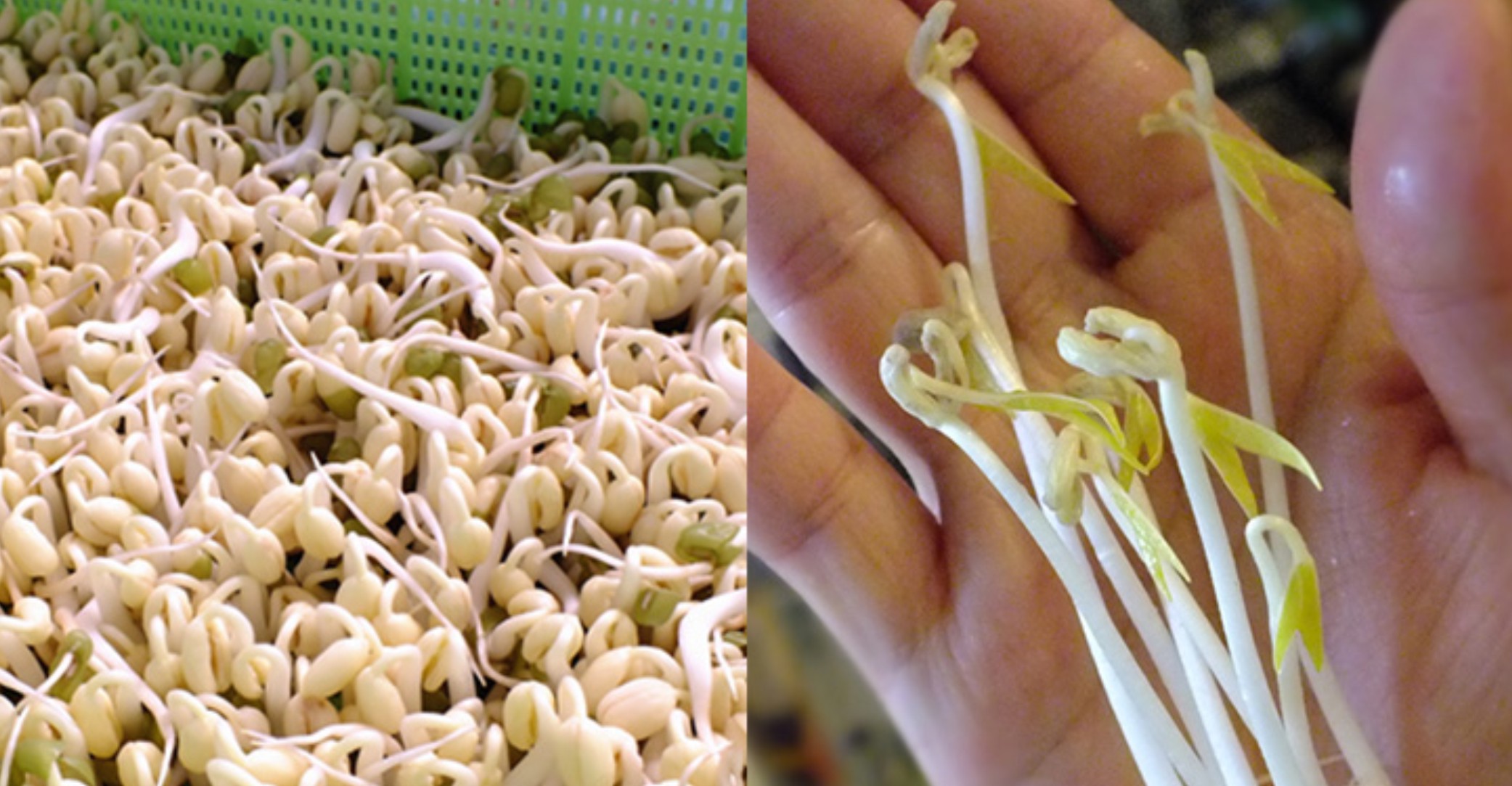 【懶人種菜】黑手指（？）也能自己發豆芽！