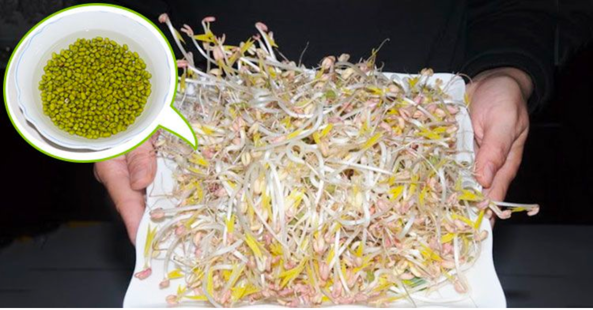 必學零失敗，七天孵出無毒豆芽菜