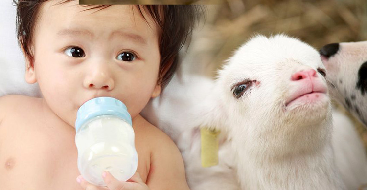 喝羊奶寶寶較有抵抗力？嬰幼兒到底可不可以喝羊奶？