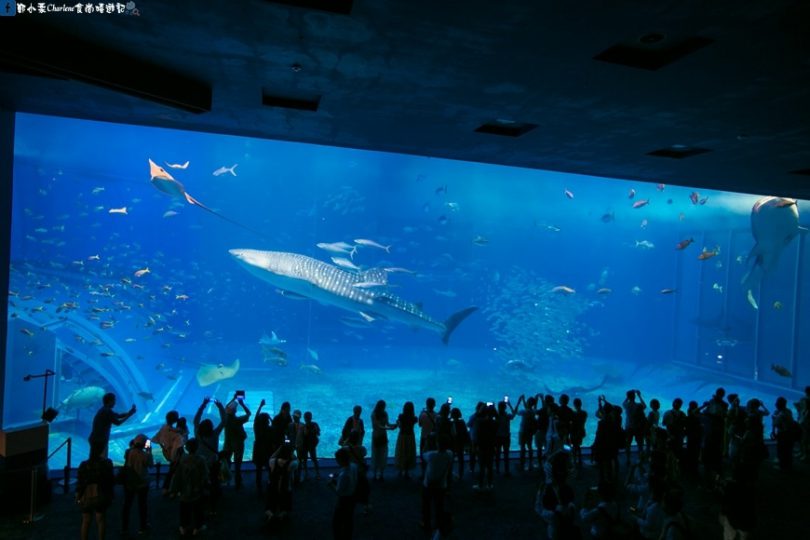 日本沖繩那霸 美麗海水族館 美ら海水族館 世界第三大水槽 黑潮之海 霸氣震撼海底世界 海豚表演秀 小孩驚嘆的海洋館 親子旅遊室內景點 一日遊推薦