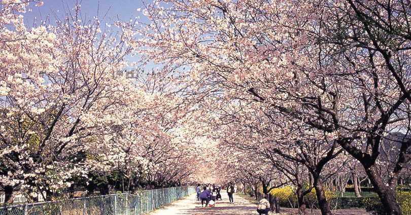 四季都美如畫 櫻花隧道 超壯觀 繡球花街道 高知縣四季賞花爛漫景點推薦 媽媽經 專屬於媽媽的網站