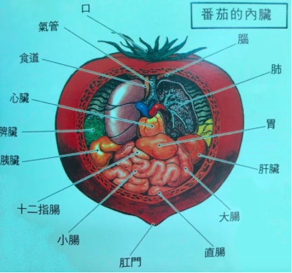 番茄,食物中毒,生物鹼