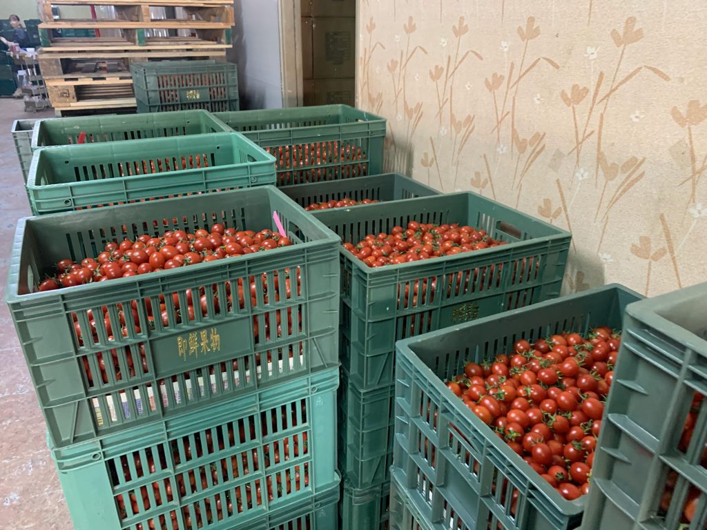 小蕃茄,品種改良,水果