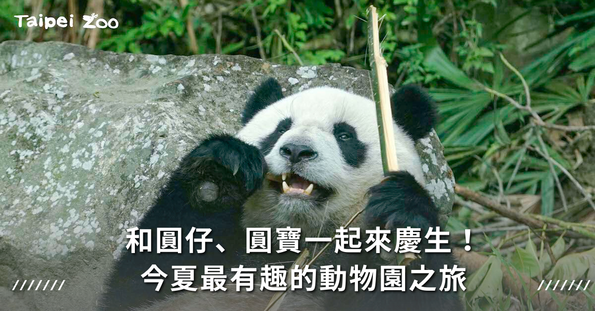 台北動物園,動物園,熊貓,貓熊,圓仔,圓寶