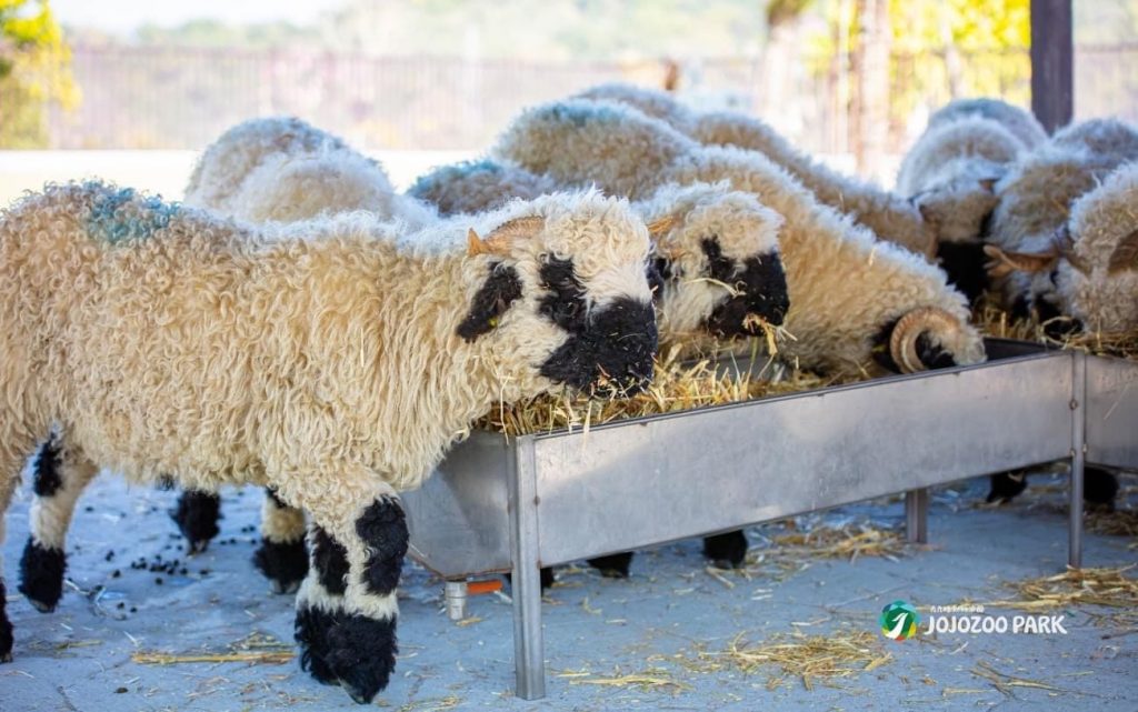 南投,九九峰動物樂園,出遊